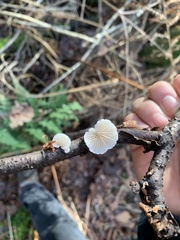 Panellus mitis