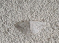 Lomographa temerata