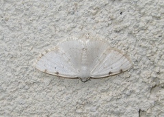 Lomographa bimaculata