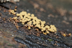 Hemitrichia