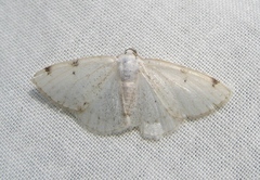 Lomographa bimaculata