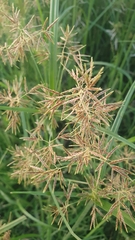 Cyperus longus tenuiflorus