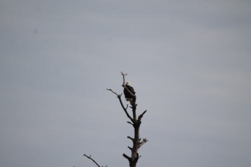 Bald Eagle photographed in Massachusetts
