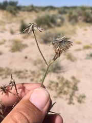 Palafoxia sphacelata
