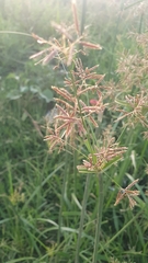 Cyperus longus tenuiflorus