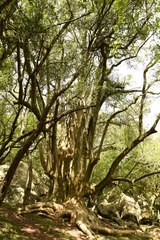Phytolacca dioica