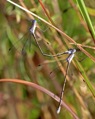 Lestes vidua