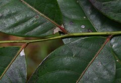 Glochidion harveyanum