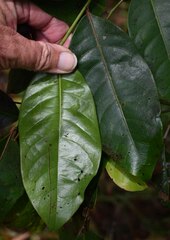 Glochidion harveyanum