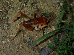 Ceuthophilus californianus