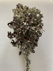 Platismatia tuckermanii