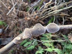 Datronia mollis