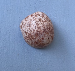 Manorina melanocephala