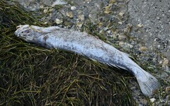 Cynoscion nebulosus