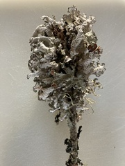 Platismatia tuckermanii