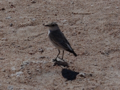 Emarginata tractrac