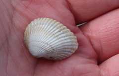 Lunarca ovalis