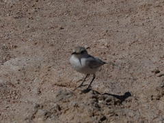 Emarginata tractrac