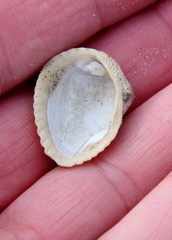 Lunarca ovalis