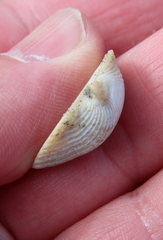 Lunarca ovalis