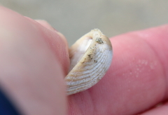 Lunarca ovalis
