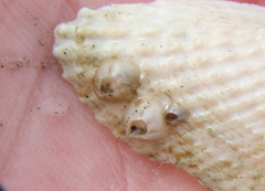 Amphibalanus improvisus