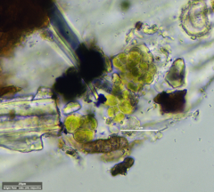 Desmococcus olivaceus
