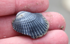 Lunarca ovalis