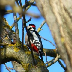 Dendrocopos major