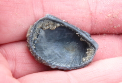 Lunarca ovalis