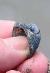 Lunarca ovalis