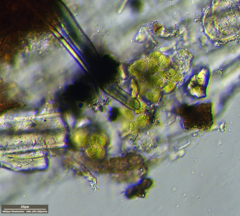 Desmococcus olivaceus