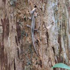 Cryptoblepharus cygnatus