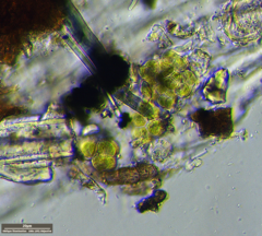 Desmococcus olivaceus
