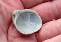 Noetia ponderosa