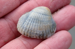 Noetia ponderosa
