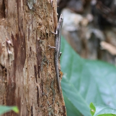 Cryptoblepharus cygnatus