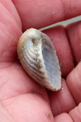 Noetia ponderosa