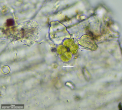 Desmococcus olivaceus