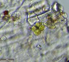 Desmococcus olivaceus