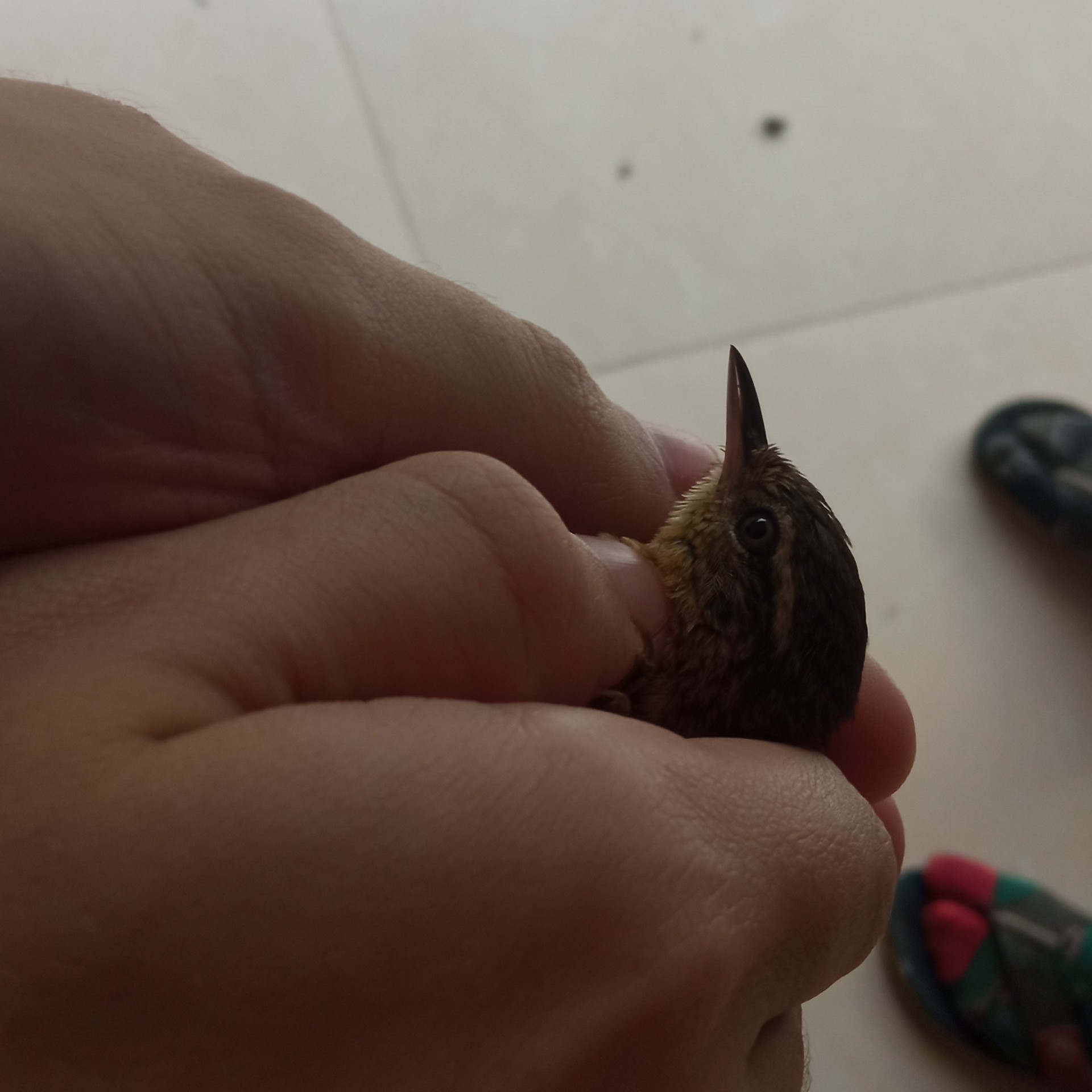 Olive Spinetail (Cranioleuca obsoleta), photo 8