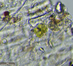 Desmococcus olivaceus
