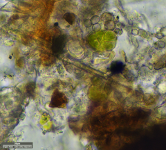 Desmococcus olivaceus