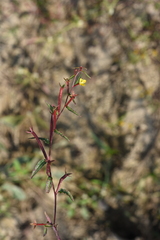 Ludwigia