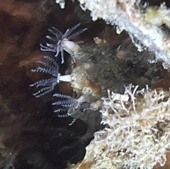 Clavularia crassa