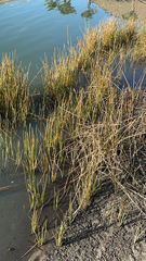 Eleocharis interstincta