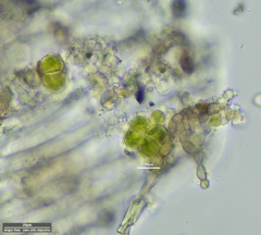 Desmococcus olivaceus
