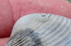 Amphibalanus improvisus