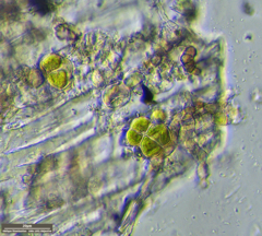 Desmococcus olivaceus