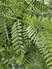 Tipuana tipu